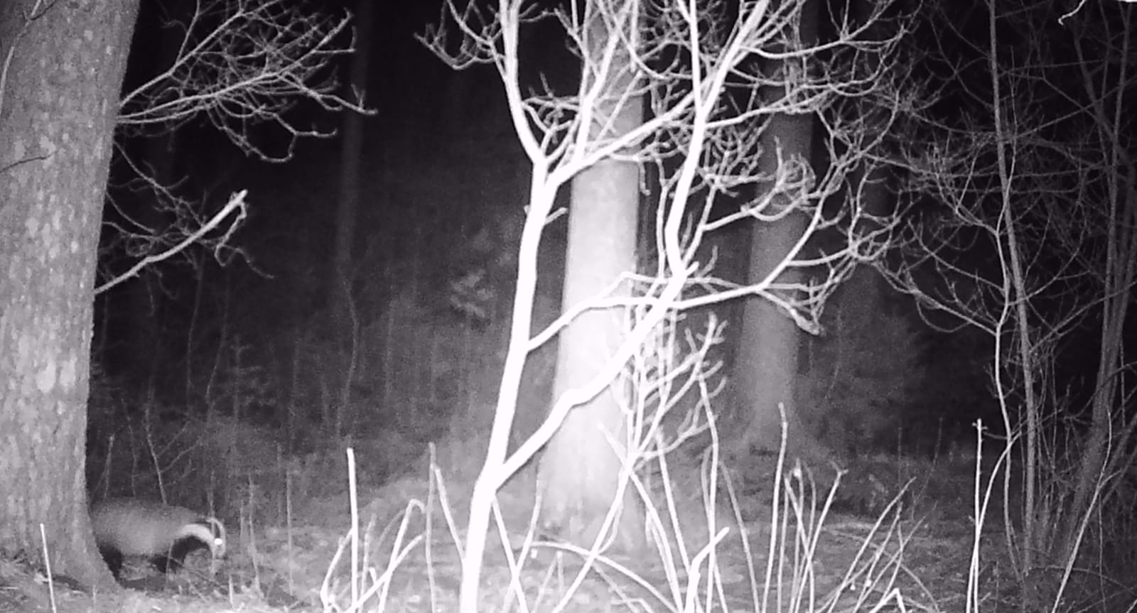 Jezevec - záběr z fotopasti u nory